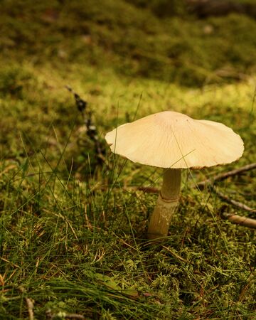 Autumn in the woodland landscape at Elverum, Hedmark, Norway の写真素材