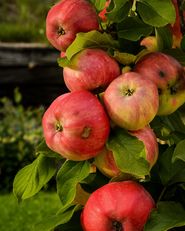 Graden apples in Elverum, Hedmark, Norway の写真素材