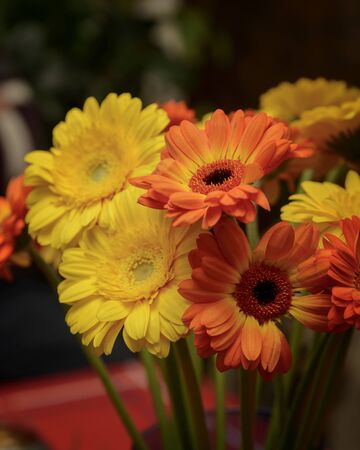 Colourful flowers close up の写真素材