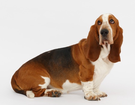 Dog, basset hound is sitting on the white background, isolatedの写真素材