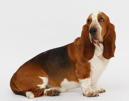 Dog, basset hound is sitting on the white background, isolatedの写真素材