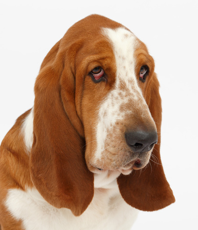 Dog, basset hound portrait on the white background, isolatedの写真素材