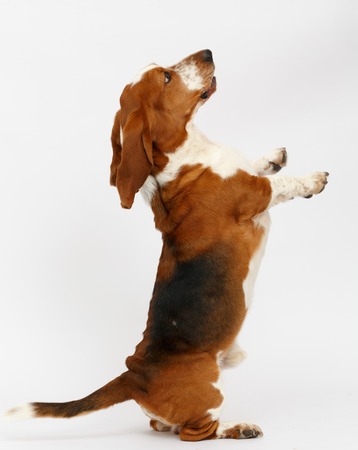 Dog, basset hound stand on the white background, isolatedの写真素材