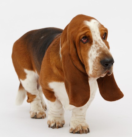Dog, basset hound stand on the white background, isolatedの写真素材