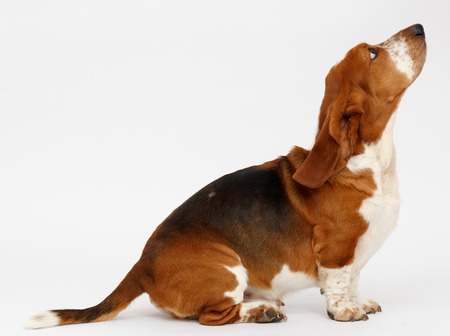 Dog, basset hound is sitting on the white background, isolatedの写真素材