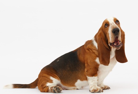 Dog, basset hound sitting on the white background, isolatedの写真素材