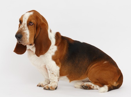 Dog, basset hound is sitting on the white background, isolatedの写真素材