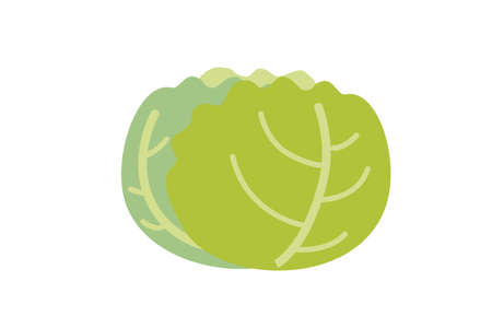 Vector illustration of simple and cute cabbageのイラスト素材