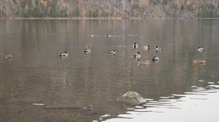 wild ducks in the cityの写真素材