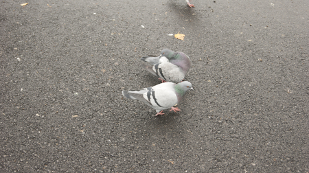 pigeonsの写真素材