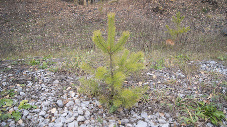 small pineの写真素材