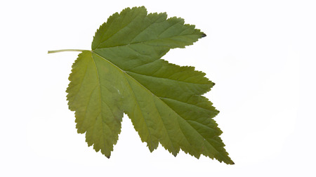 green tree leaves on white background