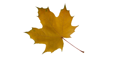 maple yellow leafの写真素材