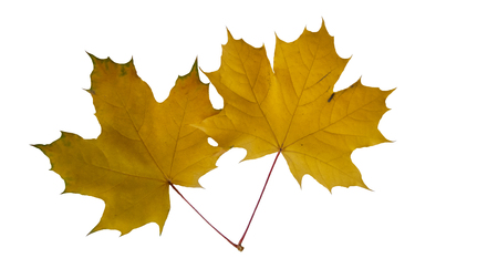 maple leaves on white backgroundの写真素材
