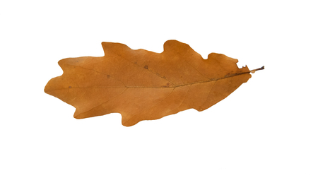 oak autumn leaf on white backgroundの写真素材