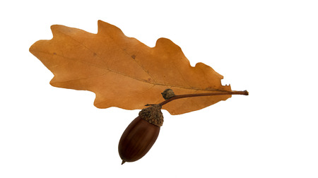 oak leaf and acorn on white backgroundの写真素材