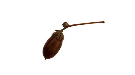 acorn brown autumn on white backgroundの写真素材