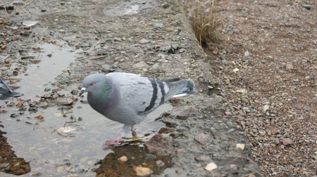 pigeon by the riverの写真素材