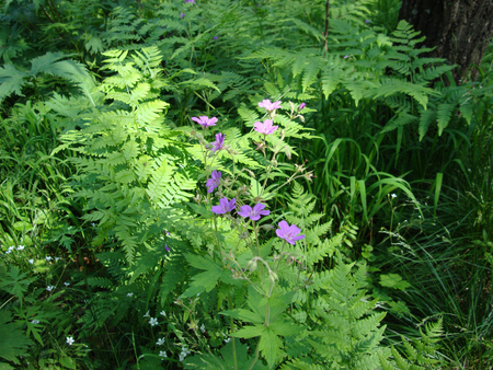 forest flowers in fernsの写真素材