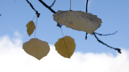 autumn leaveの写真素材