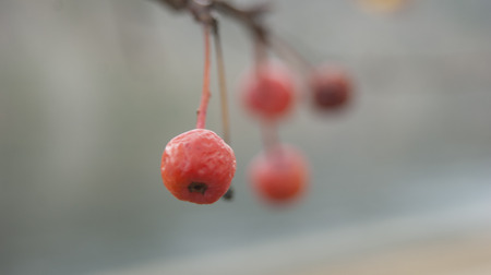 wild apple treeの写真素材