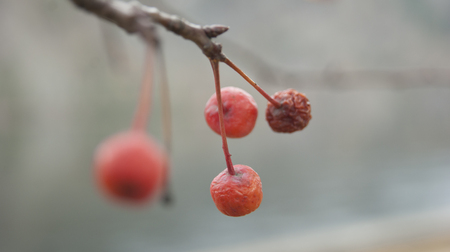 wild apple fruitの写真素材
