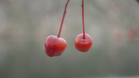 Siberian wild Appleの写真素材