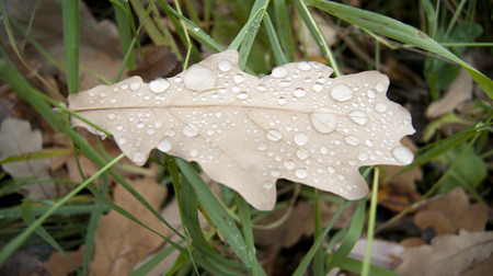 oak leaf with raindropsの写真素材