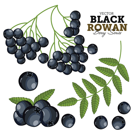 Black Rowan with Leaves, Vector. Isolated on White Background. For design packing juice, yogurt and others.のイラスト素材