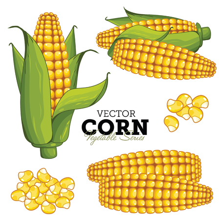 Corn Isolated on White Background. Vector Vegetable Series.のイラスト素材