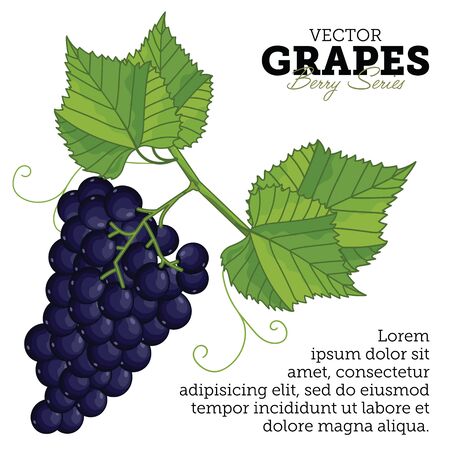 Grape Bunch, Grape Leaves, Grape Vector, Cartoon illustration of Grape. Grape Isolated on White Background. Set of Juicy Grapes Cluster.のイラスト素材
