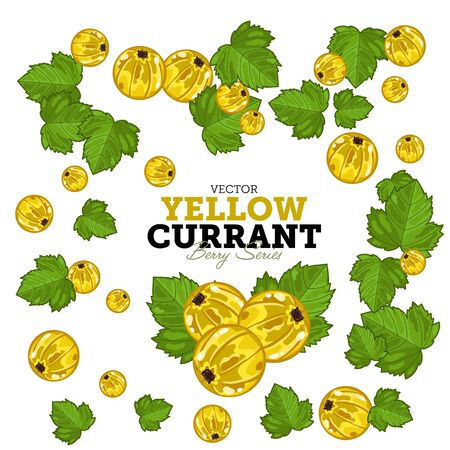 Currant Compositions, Currant Leaves, Currant Vector, Cartoon illustration of Currant. Currant Isolated on White Background. Bunch of Black Currant Berries.のイラスト素材