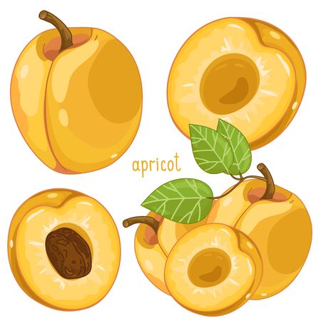 Composition of Apricot on white backgroundのイラスト素材