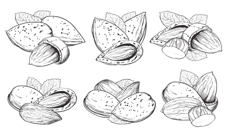 Almonds isolated on white background in vintage style. Vector almonds set.のイラスト素材