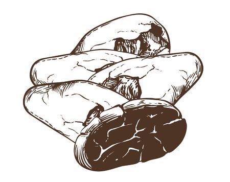 Cocoa vector isolated on white background.のイラスト素材