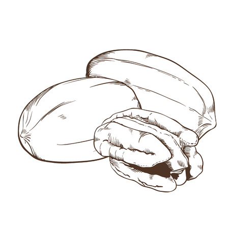 Pecan vector isolated on white background.のイラスト素材