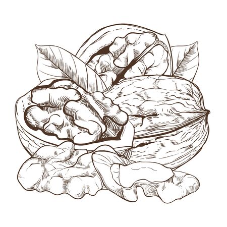Walnut vector isolated on white background.のイラスト素材