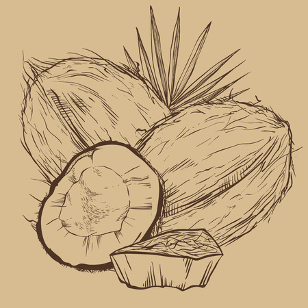 Coconut vector isolated on white background.のイラスト素材