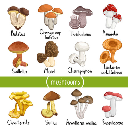 Different types of mushrooms set, cep, porcini, amanita, tricholoma, lactarius, morel, suillus, chanterelle, champignon, russulaceae isolated on white background vector illustrationのイラスト素材