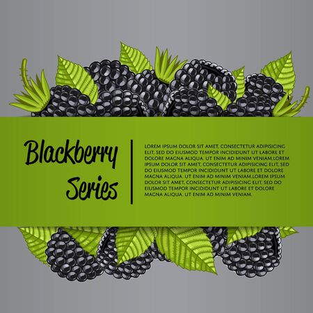 A Blackberry series banner with organic berry vector illustration. Natural fruit poster, healthy sweet diet, vegetarian nutrition. Fresh berry fruit advertising promo with ripe blackberry and leaves.のイラスト素材