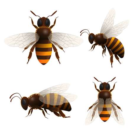 Honey bee isolated icons setの写真素材