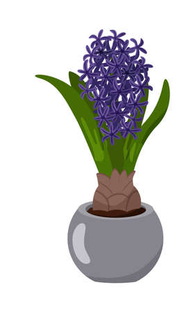 Blooming hyacinth flower in pot isolated on white backgroundのイラスト素材