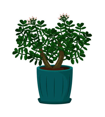 Crassula houseplant in pot isolated on white backgroundのイラスト素材