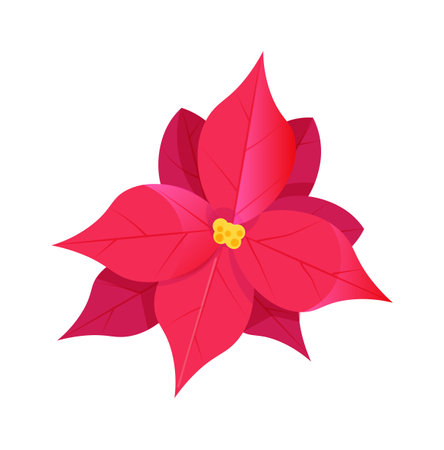 Pink poinsettia christmas flower isolated on white backgroundのイラスト素材