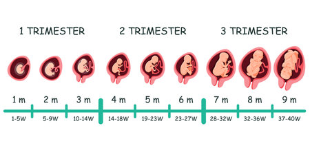 Human embryo growth development pregnancy stage timeline. Fetal size and shape in different time period in week, month, trimester medical infographic vector illustration isolated on white backgroundのイラスト素材