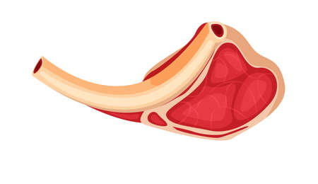 Fresh bone steak raw meat isolated on white backgroundのイラスト素材