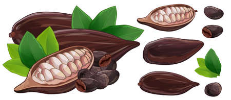 Raw and roasted coffee bean and leaf. Cocoa grains in pod isolated set on white backgroundのイラスト素材