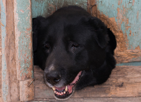 dog's head from a hole in the doorの写真素材