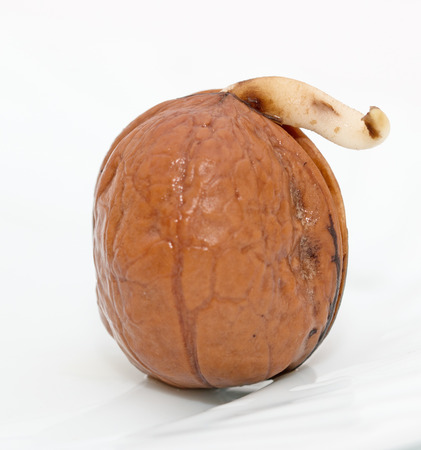 germinated nutsの写真素材