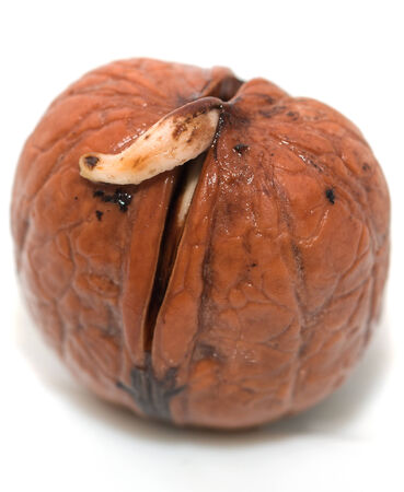 germinated nutsの写真素材